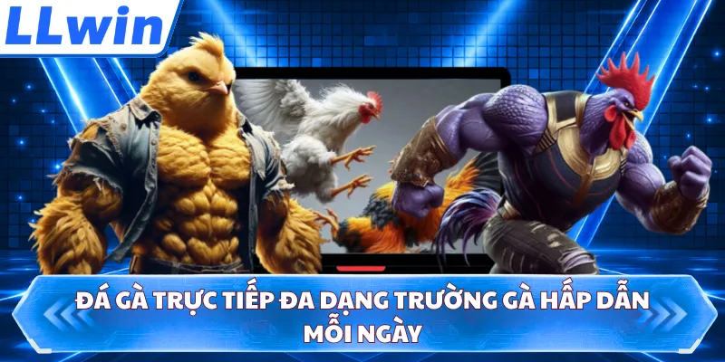 Đá gà trực tiếp đa dạng trường gà hấp dẫn mỗi ngày