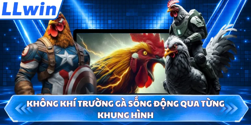 Không khí trường gà sống động qua từng khung hình